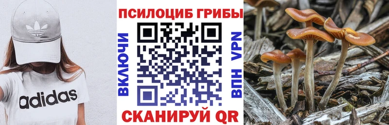 Псилоцибиновые грибы Psilocybe Купить где Нижнекамск